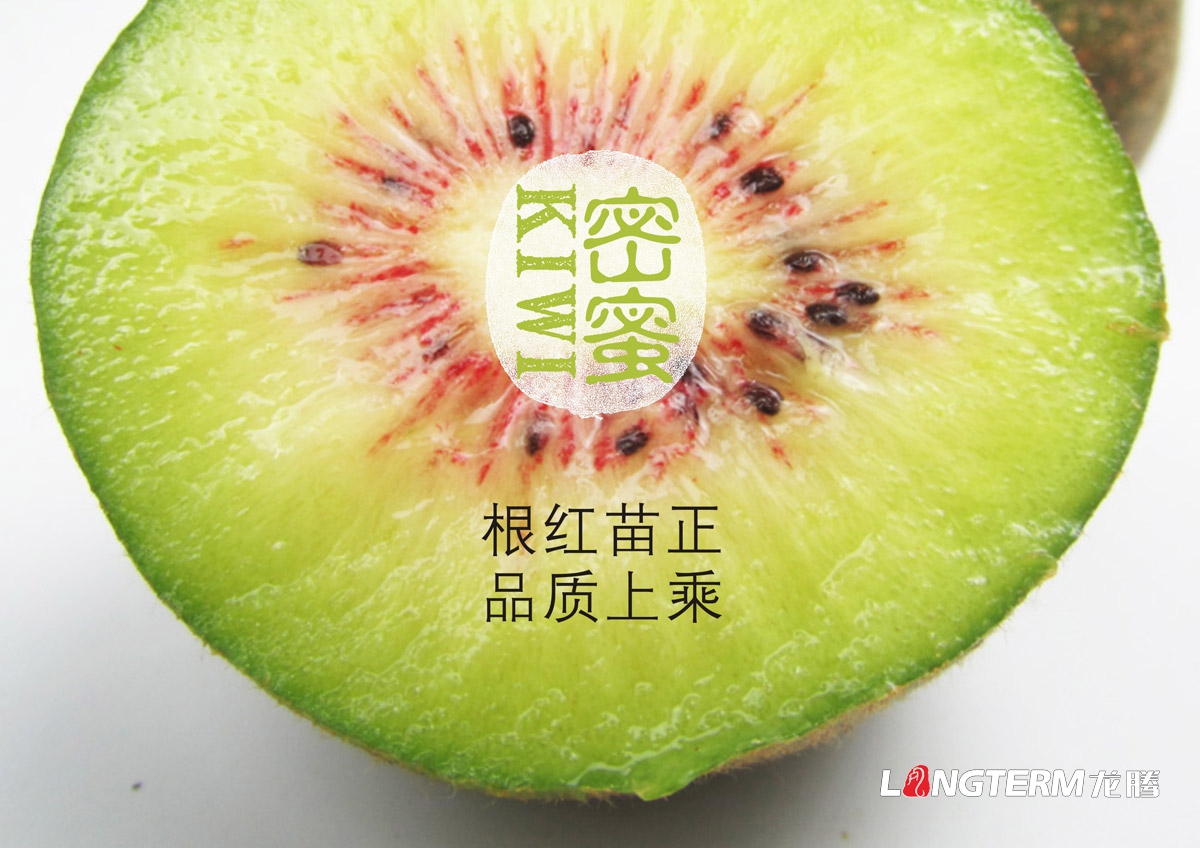 紅心獼猴桃包裝設(shè)計|獼猴桃包裝設(shè)計|水果包裝設(shè)計|獼猴桃品牌形象包裝|獼猴桃形象設(shè)計