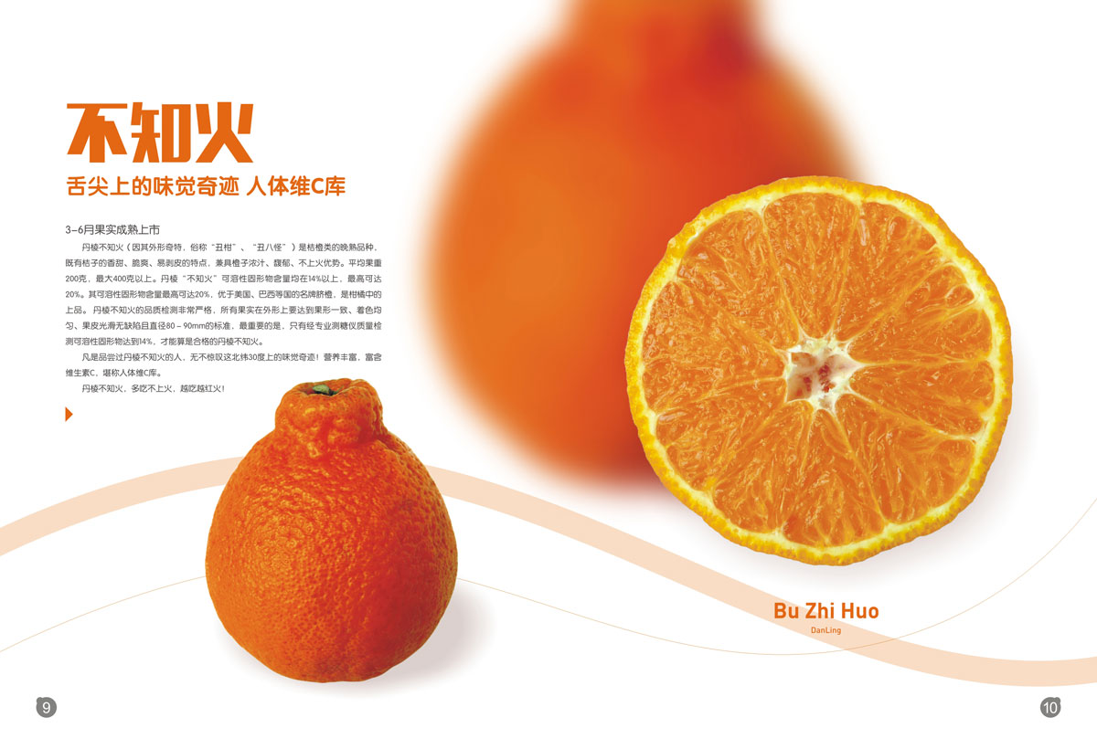 丹棱桔橙招商畫冊設計
