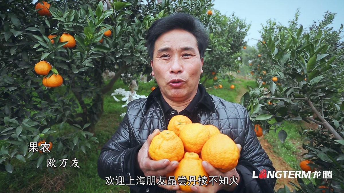 丹棱不知火愛(ài)媛耙耙柑春見(jiàn)清見(jiàn)桔橙水果品牌營(yíng)銷(xiāo)策劃方案|丹棱水果品牌建設(shè)推廣設(shè)計(jì)執(zhí)行公司